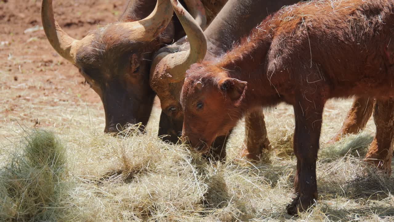 Mother and calf African buffalo eating supplied feed