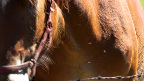 close-up of a horse's face with a white blaze, ears alert, standing in a green pasture under the sun, showing detailed facial features