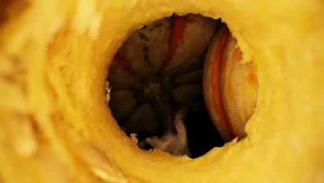 pushing out of the last half of the interior of a cored out decorative thanksgiving gourd, revealing two other gourds on the other side, one being turned upside down resting on the stem