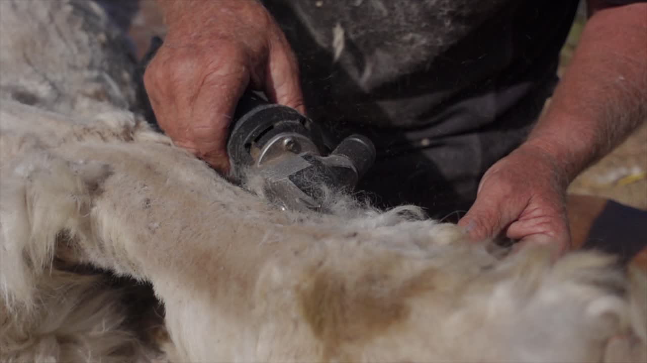 Shearer carefully cutting expensive Alpaca wool from animal, slow motion