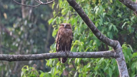 FAcing-up-while-the-camera-zooms-out,-Buffy-Fish-Owl-Ketupa-ketupu,-Juvenile,-Thailand