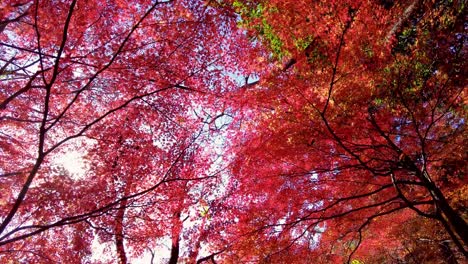 Mount-Takao-Day-Trip:-Explore-Tokyo's-Favorite-Mountain