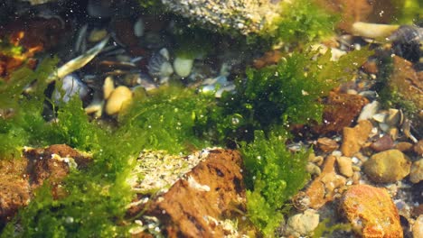 marine life amidst rocks and seaweed