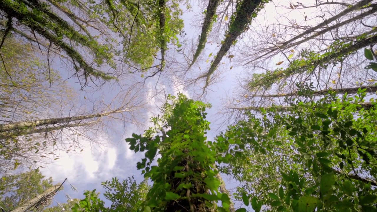 Sguardo verso il cielo nel verde dei boschi attraverso gli alberi alti.