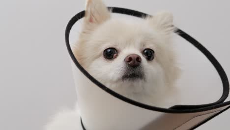 close-up view of a white dog