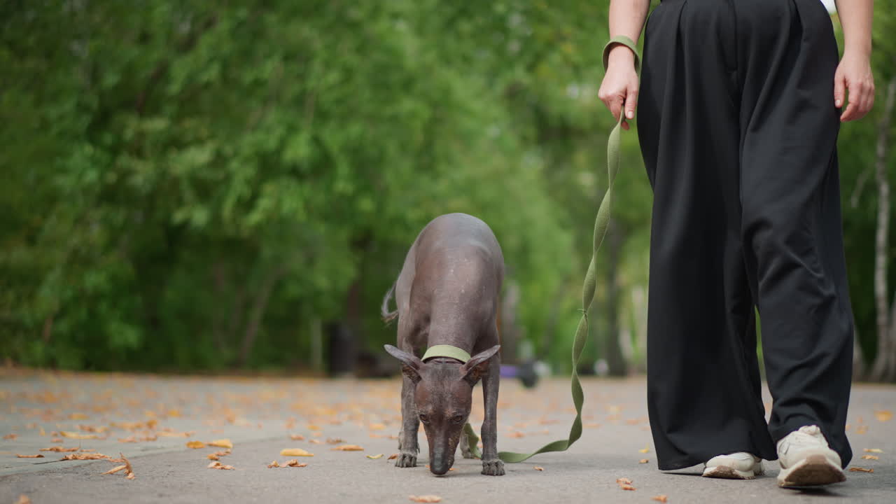 Lean Dog Sniffs Ground During Walk, Closeup Of Focused Nose And Ears As Owner Carries Bag On Leafy Pavement Attentive Posture, Subtle Head Tilt And SniffDriven Discovery In Tranquil Wooded Walkway