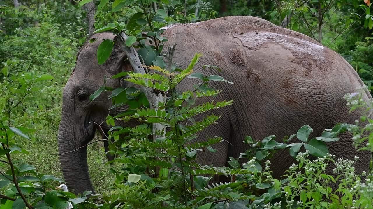 los elefantes asiáticos son especies en peligro de extinción y también son residentes de tailandia
