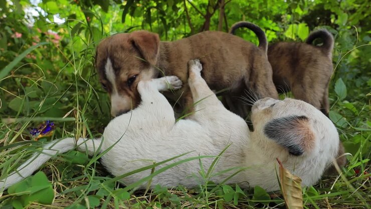 Homeless puppies on the streets of the city.
