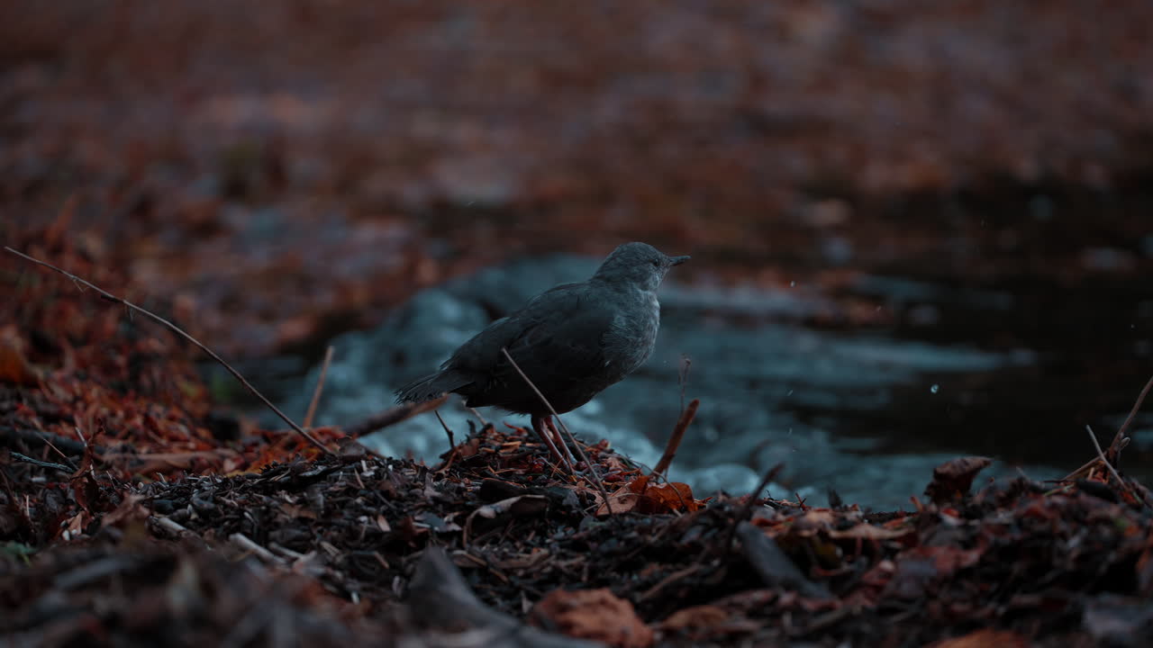 A peaceful scene of an American dipper chirping at Lake Crescent in Olympic National Park. Gentle lake waves ripple in the background, creating a atmosphere.