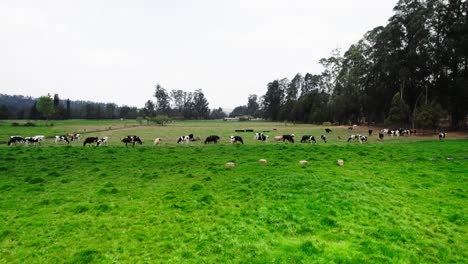 Aerial-Drone-Shot-of-Cows-Grazing-in-a-Green-Field-on-a-Farm