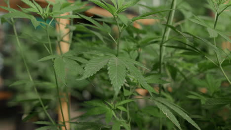 close-up of a marijuana plant