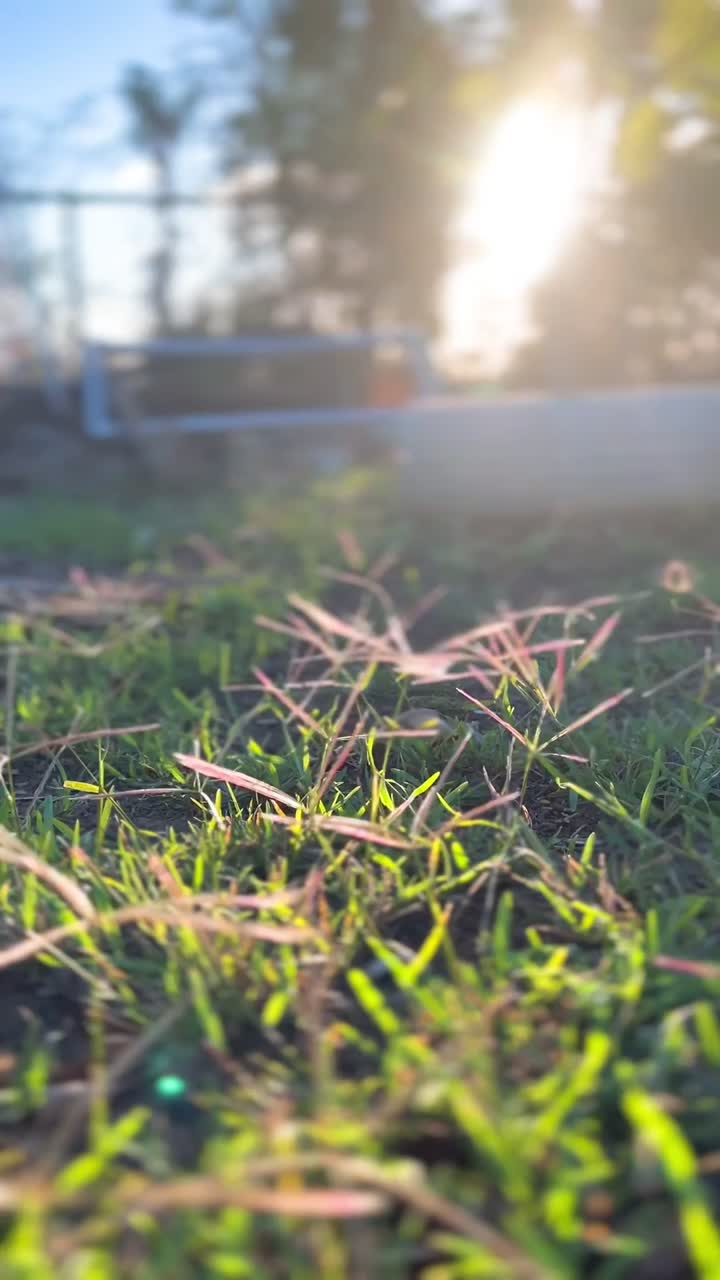 빛 에 있는 풀 의 근접적 인 모습