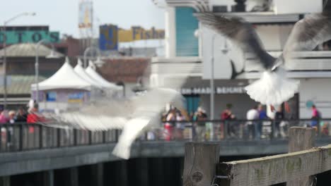 Sea-Gulls-Landing-on-San-Francisco-Pier