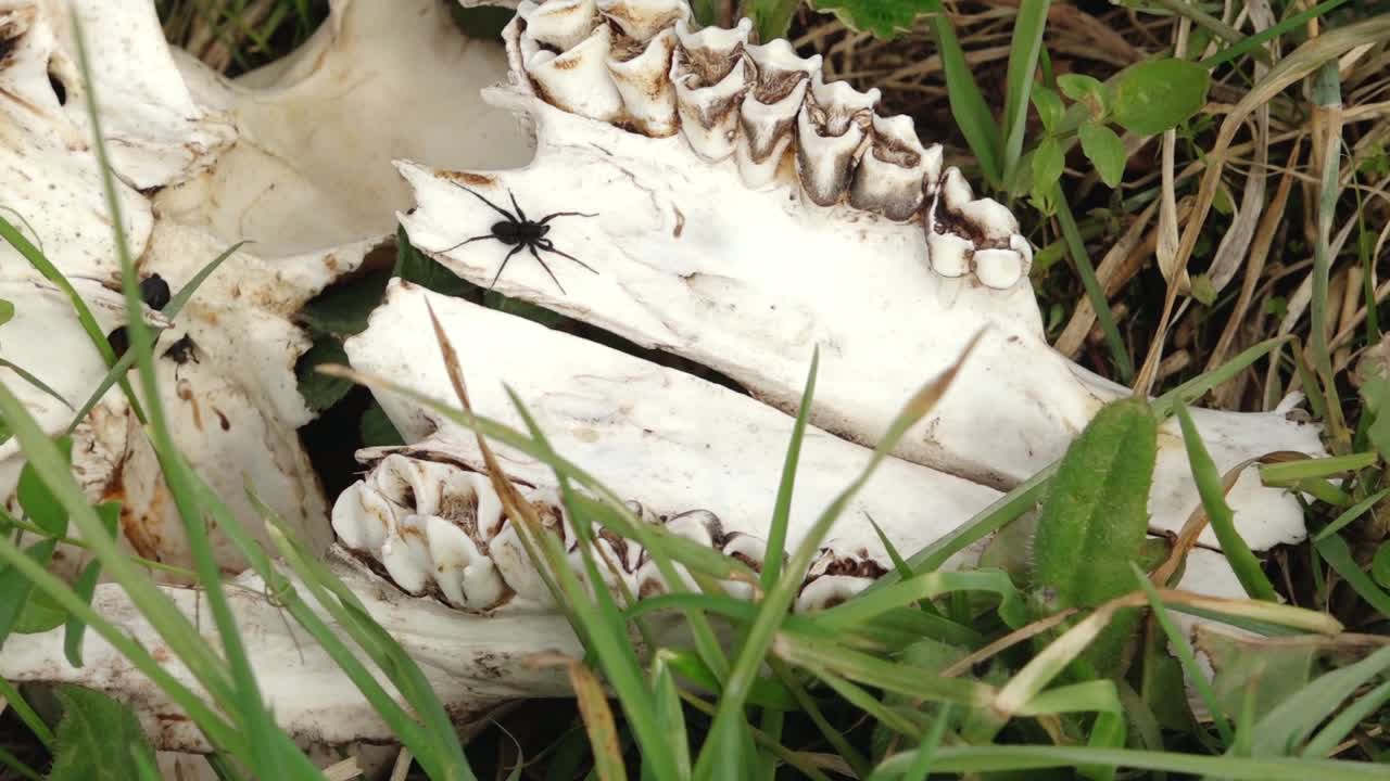 huesos de ganado silvestre
