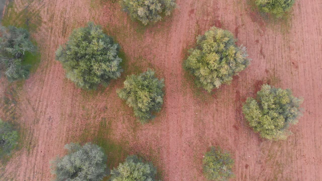 Cultivation of Olive Trees in Algarve from Above 2