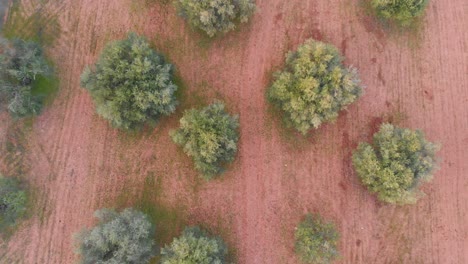 cultivo de olivos en algarve desde arriba 2