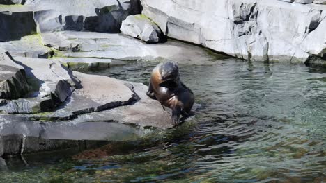 Steller-Seelöwe-Sonnt-Sich-Auf-Einem-Felsen