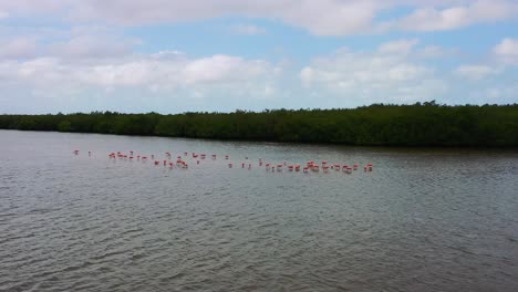 amplia antena de flamencos alimentándose en laguna poco profunda en un día soleado en río lagartos méxico