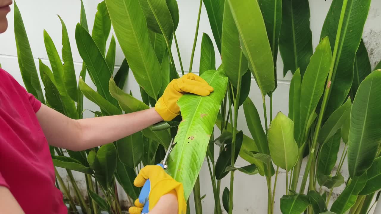 Gardening with Heliconia flowers