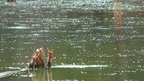 rain falls onto the surface of a pond with a dead half-submerged tree trunk