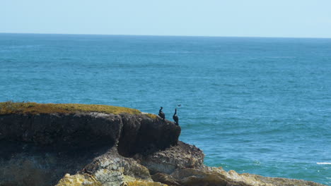 Birds-sitting-on-cliff-with-ocean-in-the-background