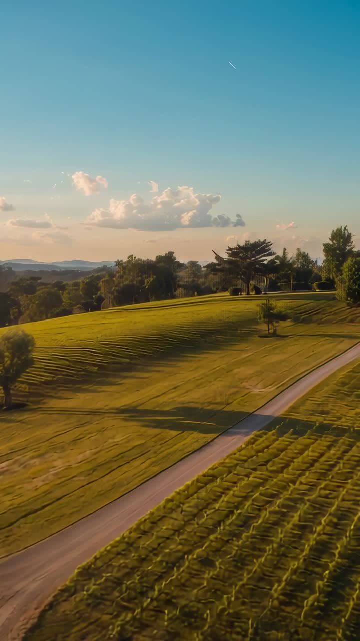 Vídeo vertical: dron deslizándose y mostrando una ladera segada con un camino sinuoso y filas de siembra al atardecer