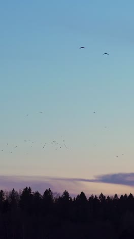 flock of birds in the sky at dusk