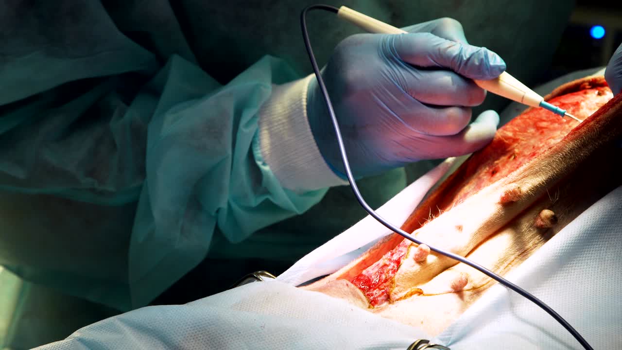 operación quirúrgica de un perro en una clínica veterinaria