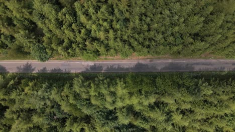 vista aérea superior de una carretera asfaltada que va justo en el medio a través de un enorme bosque de pinos