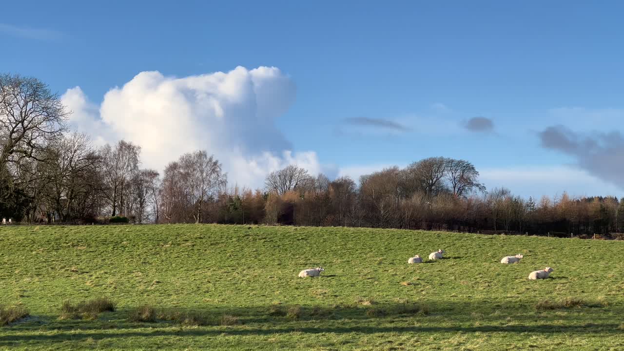 Fünf flauschige Schafe ruhen liegend auf grünem Gras bei strahlendem Sonnenschein im Winter, Großbritannien.