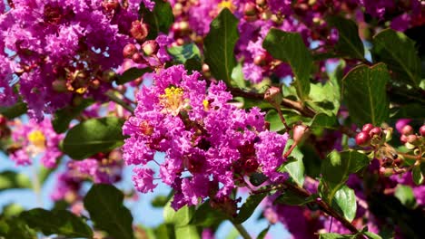 bee pollinating vibrant pink inthanin flowers