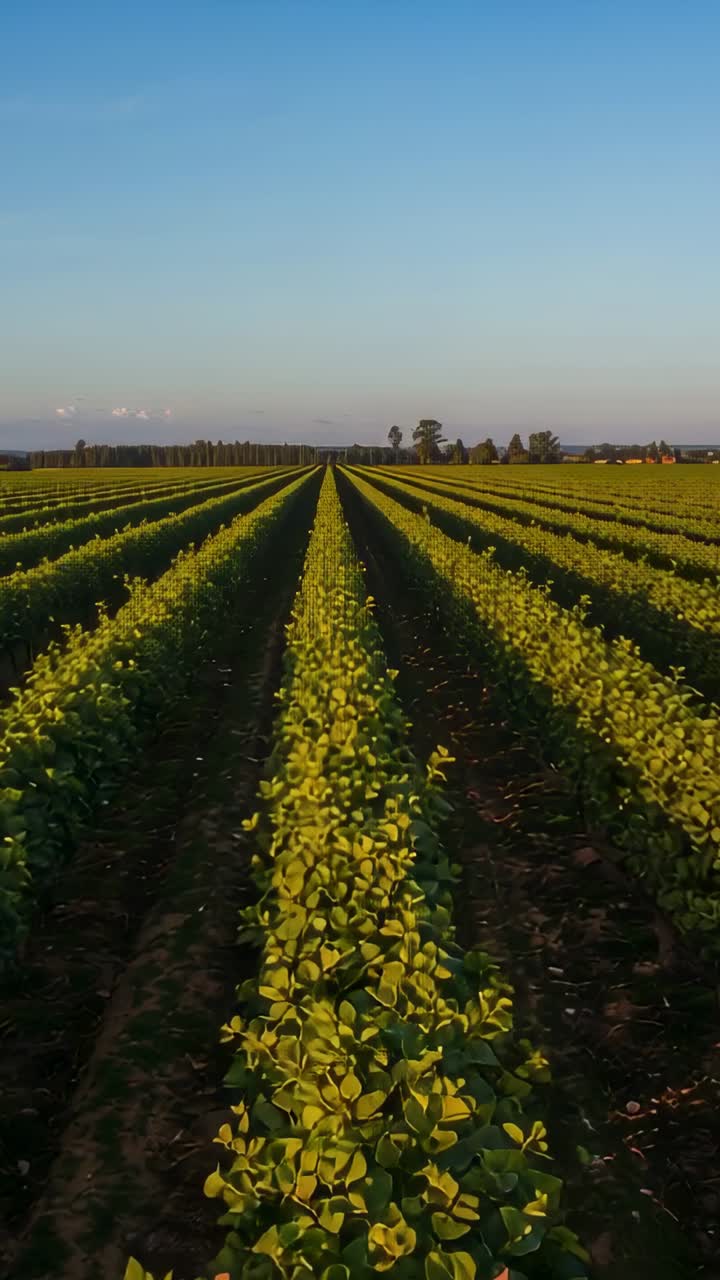Vídeo vertical: seguimiento de la cámara que empieza cerca de los cultivos y se desplaza hacia abajo por la fila central de la granja, mostrando el horizonte