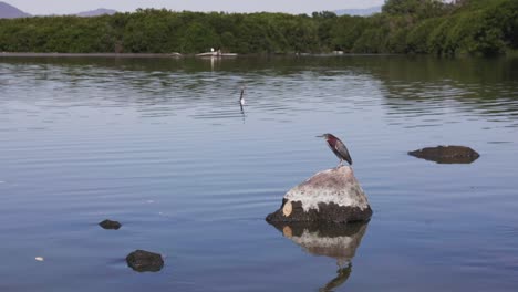 Green-Heron-Perching-On-The-Rocks-At-Laguna-De-Las-Garzas-In-Manzanillo,-Colima,-Mexico