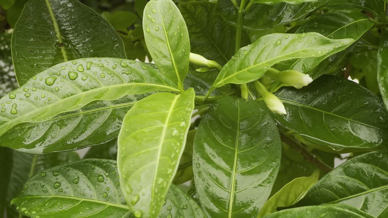 close-up view of a plant with green leaves adorned with water droplets on a rainy day