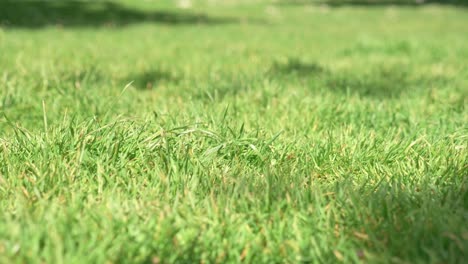 El-Césped-Verde-Irlandés-Se-Acerca-En-Un-Parque.