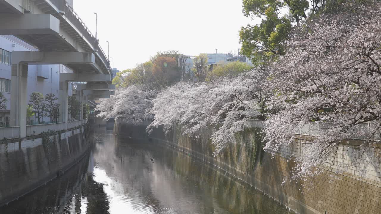 Tokyo'daki En İyi Kiraz Çiçekleri