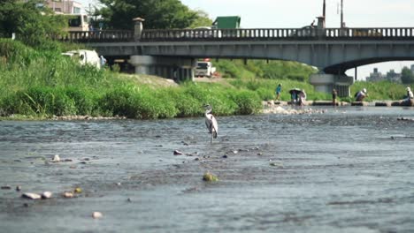 grey heron bird standing in the kamogawa river with tourists jumping on the stepping stones in the background on a sunny day in kyoto, japan