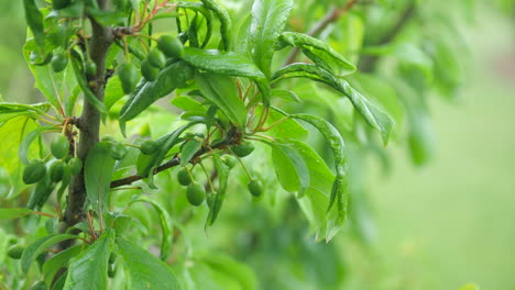 New-Green-Budding-Plum-Fruit-On-A-Lush-Tree-Branch,-CLOSE-UP