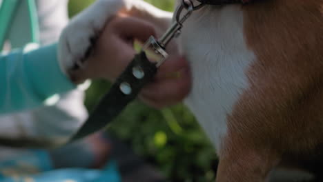 close up of dog owner gently holding paw of her pet on lush green grass, showcasing bond of trust, affection, and connection under soft natural light during peaceful outdoor moment