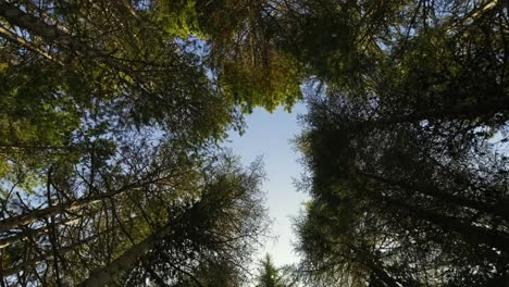 cámara 4k filmando hacia el cielo