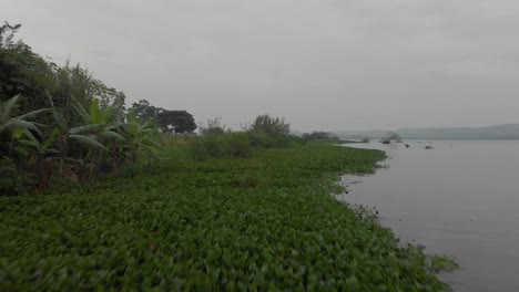 aerial shot flying low over reeds on the shores of lake victoria with stormy clouds on the horizon
