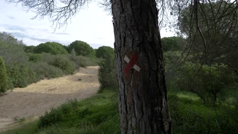 european wrong direction trail mark, pine forest, caparica