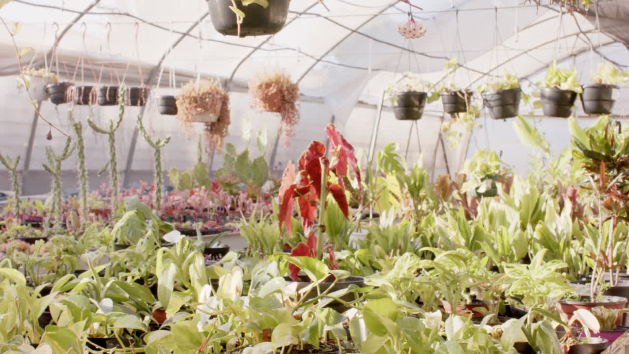Lush green plants thriving in greenhouse nursery with hanging pots above
