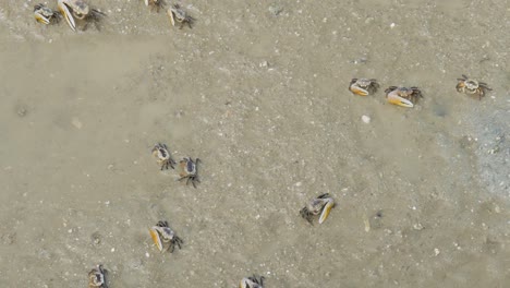 Crabs-in-the-mud.-Crabs-in-Thailand