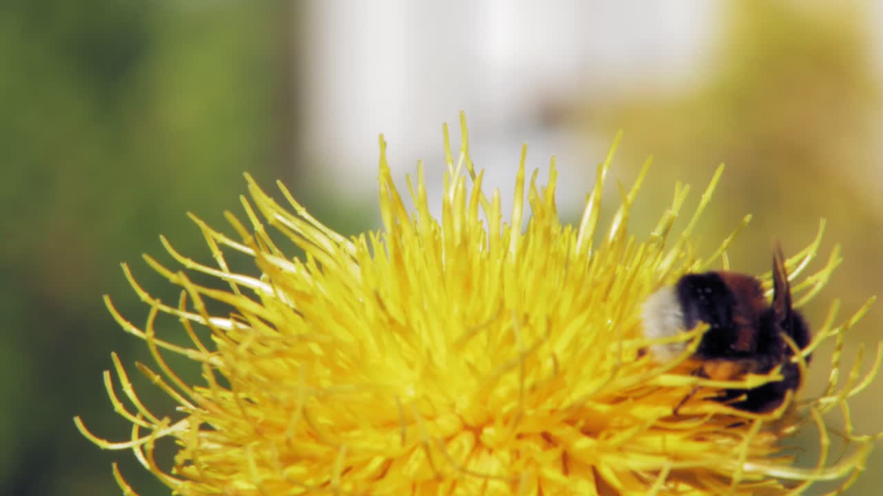 Uma foto macro em close-up de uma abelha mamangaba em uma flor amarela procurando alimento.