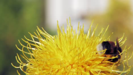 a macro closeup shot of a bumble bee on a yellow flower searching for food