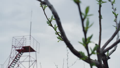 Branch-tree-growing-nature-in-urban-background-on-grey-cloud-sky-without-people.