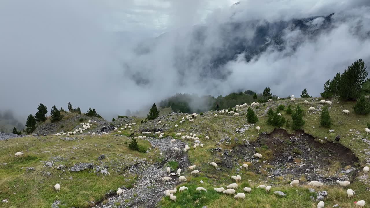 Gregge di pecore che pascola sulla cima della montagna. - ripresa aerea.