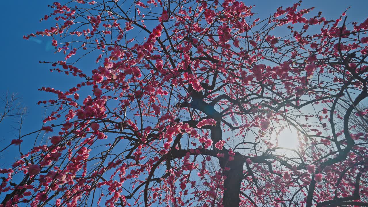 Una drammatica ripresa dal basso con inclinazione verso l'alto di un albero di prugno piangente rosa, che cattura i fiori in silhouette e retroilluminati dal sole splendente in un cielo blu limpido
