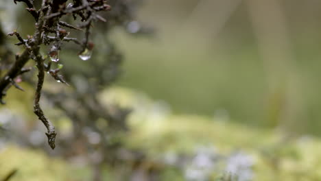 Bosque-Y-Vegetación,-Gota-De-Agua-De-Cerca